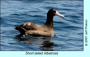 Short-tailed Albatross, photo by Jeff Poklen