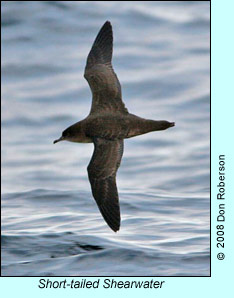 Short-tailed Shearwater, photo by Don Roberson