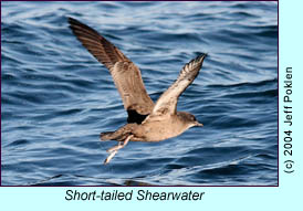 Short-tailed Shearwater, photo by Jeff Poklen