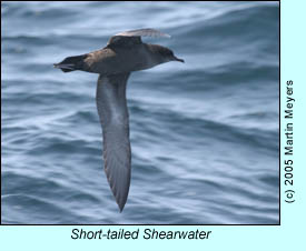 Short-tailed Shearwater, photo by Martin Meyers