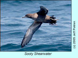 Sooty Shearwater, photo by Jeff Poklen