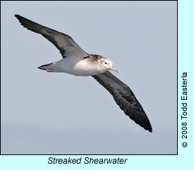 Streaked Shearwater, photo by Todd Easterla