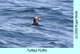 Tufted Puffin, photo by Roger Wolfe