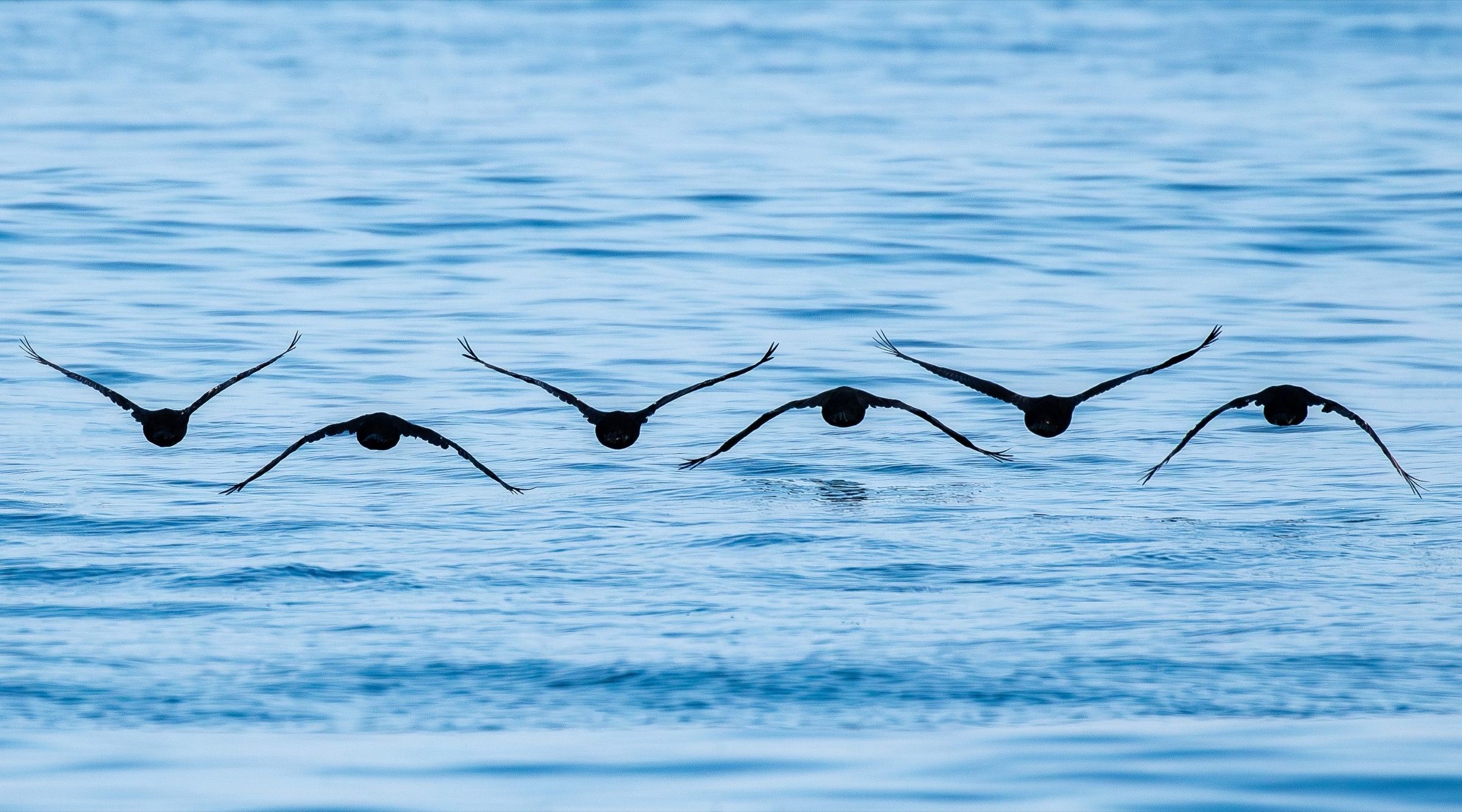 A line of seabirds skimming low across calm water