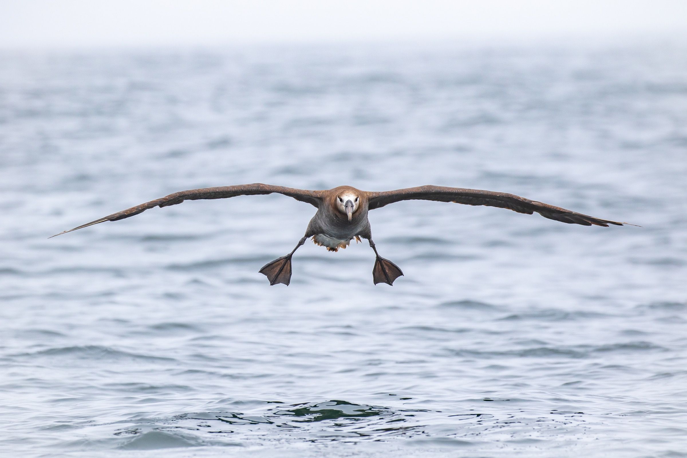 A Black-footed Albatross coming in head-on with wings fully spread