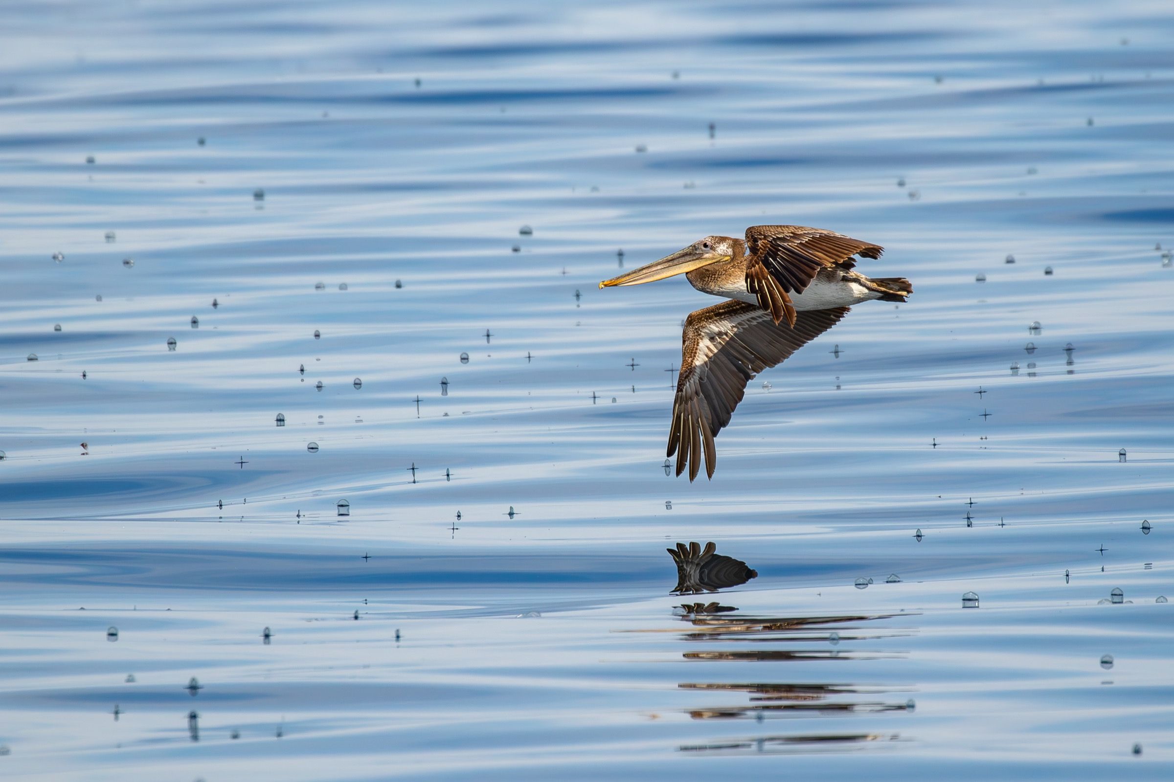 A Brown Pelican skimming its own reflection on flat water