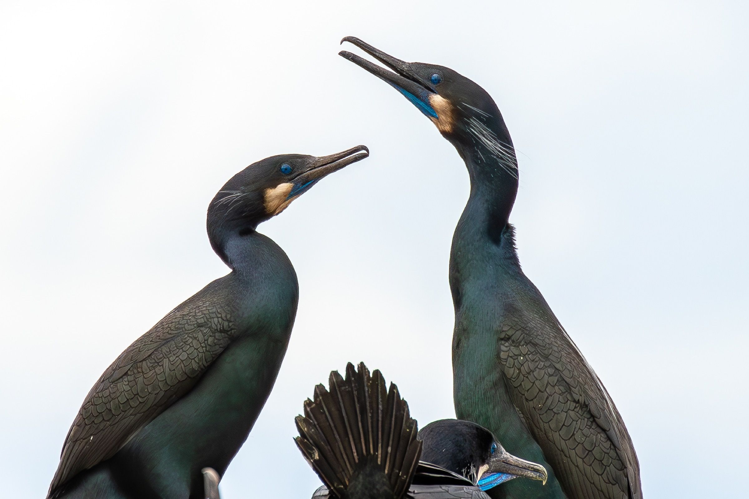 Two Brandt's Cormorants in breeding plumage, throat pouches bright blue