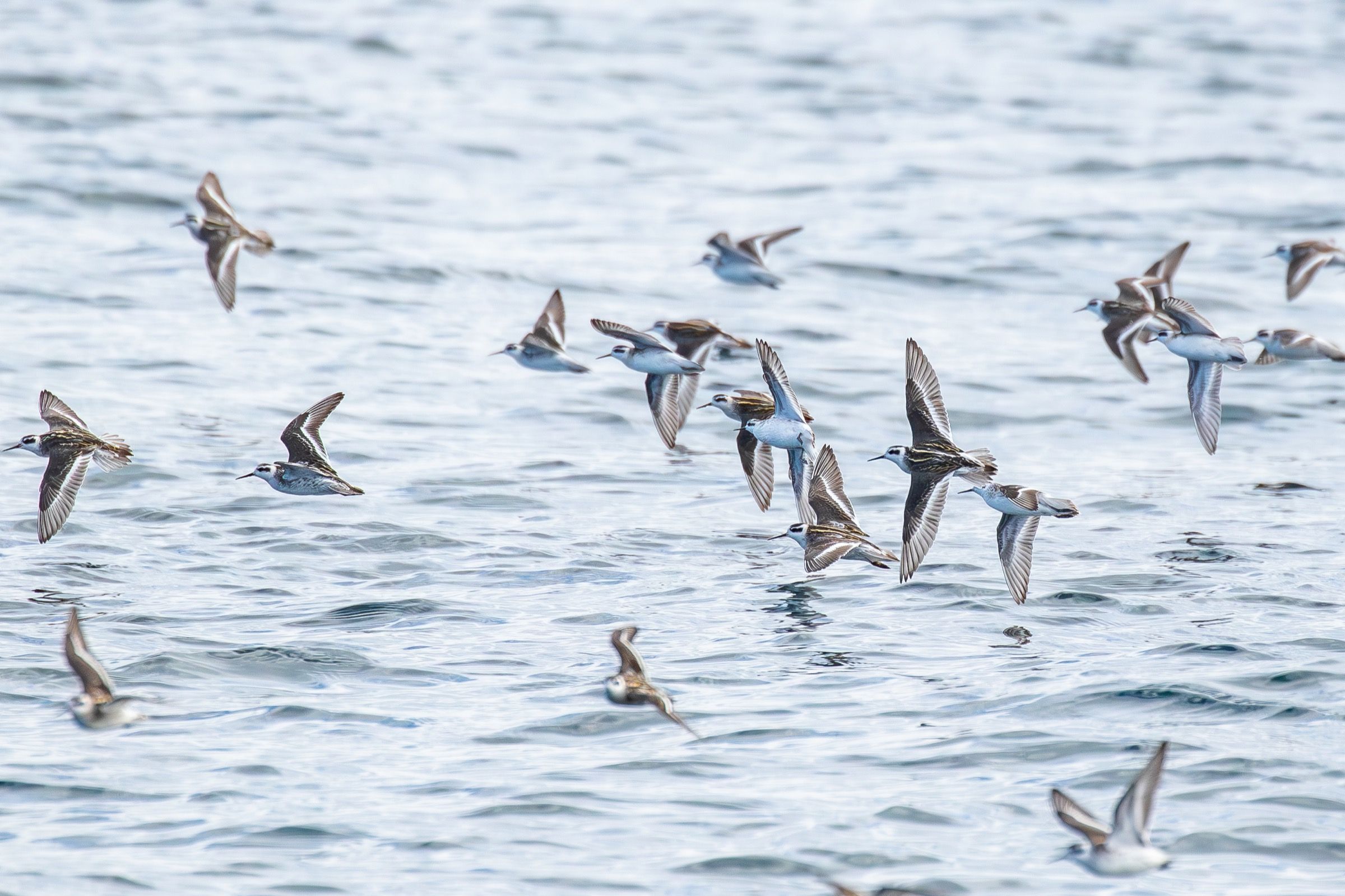 A flock of phalaropes lifting off the surface of Monterey Bay