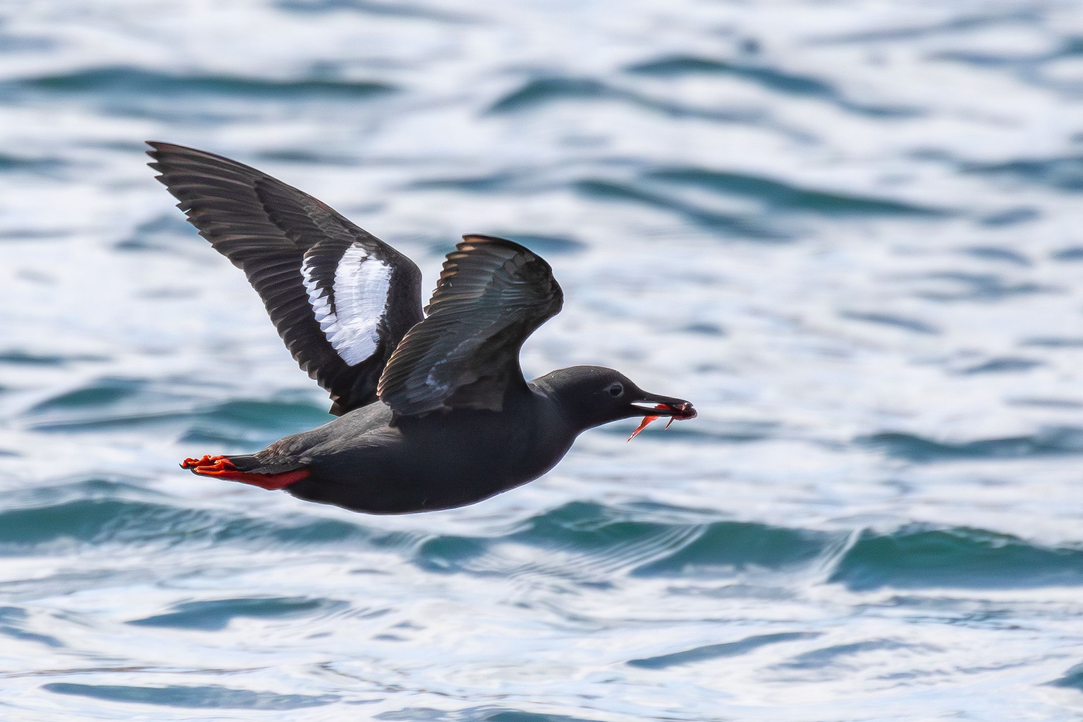 A Pigeon Guillemot in low flight over Monterey Bay