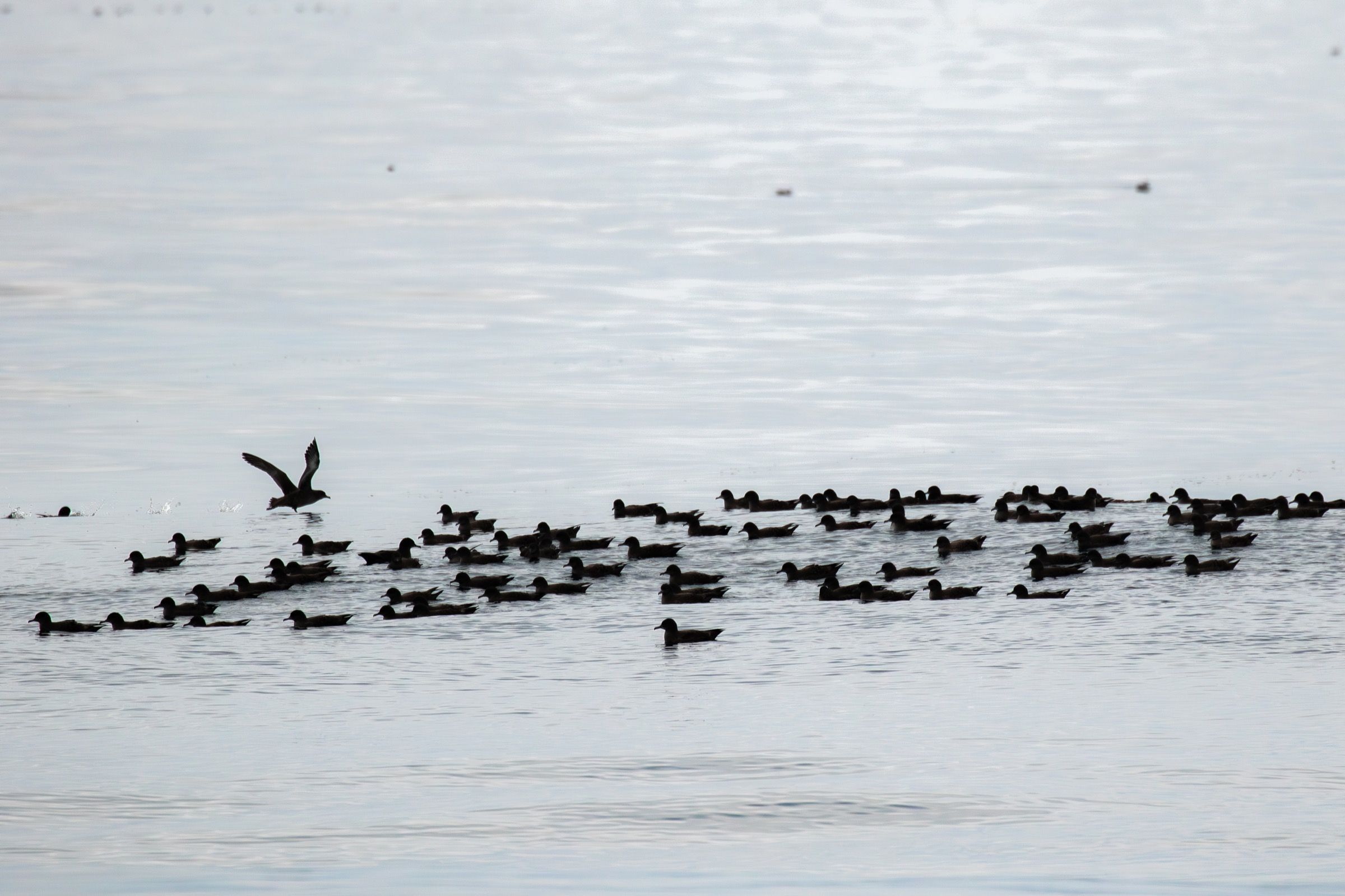A raft of alcids resting on calm water off Monterey