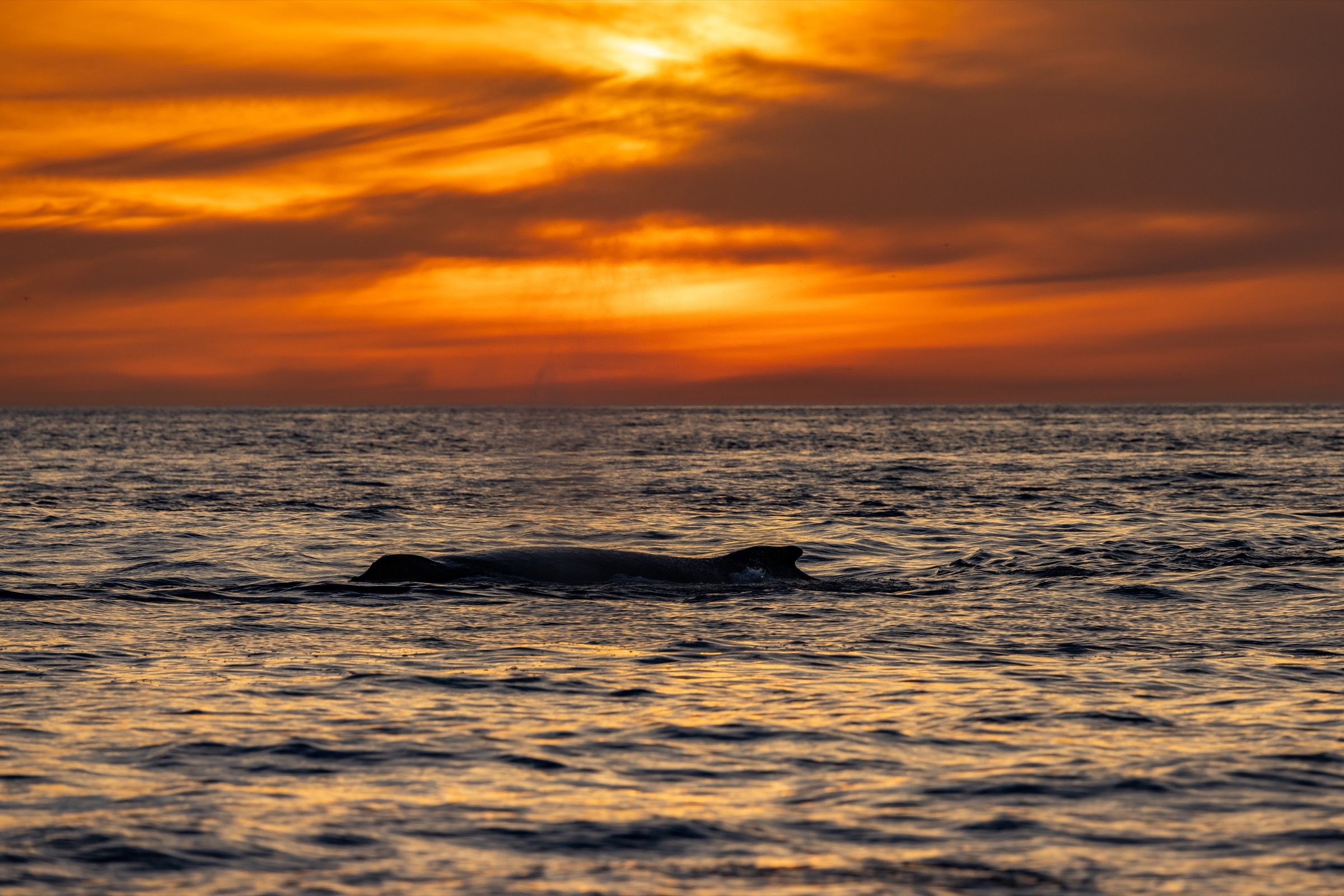 A whale surfacing against an orange sunset on Monterey Bay