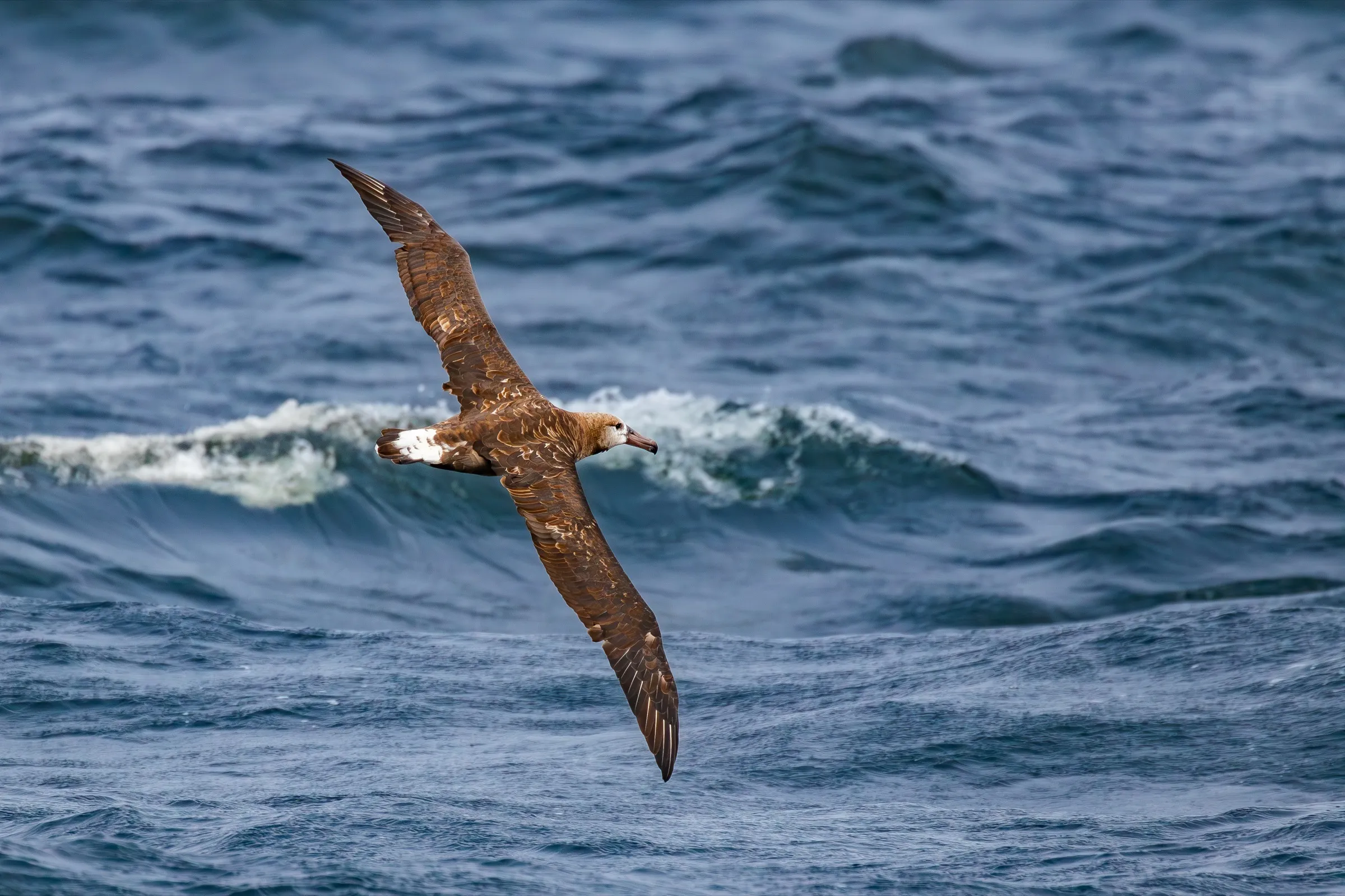 A Black-footed Albatross banking low over the swell