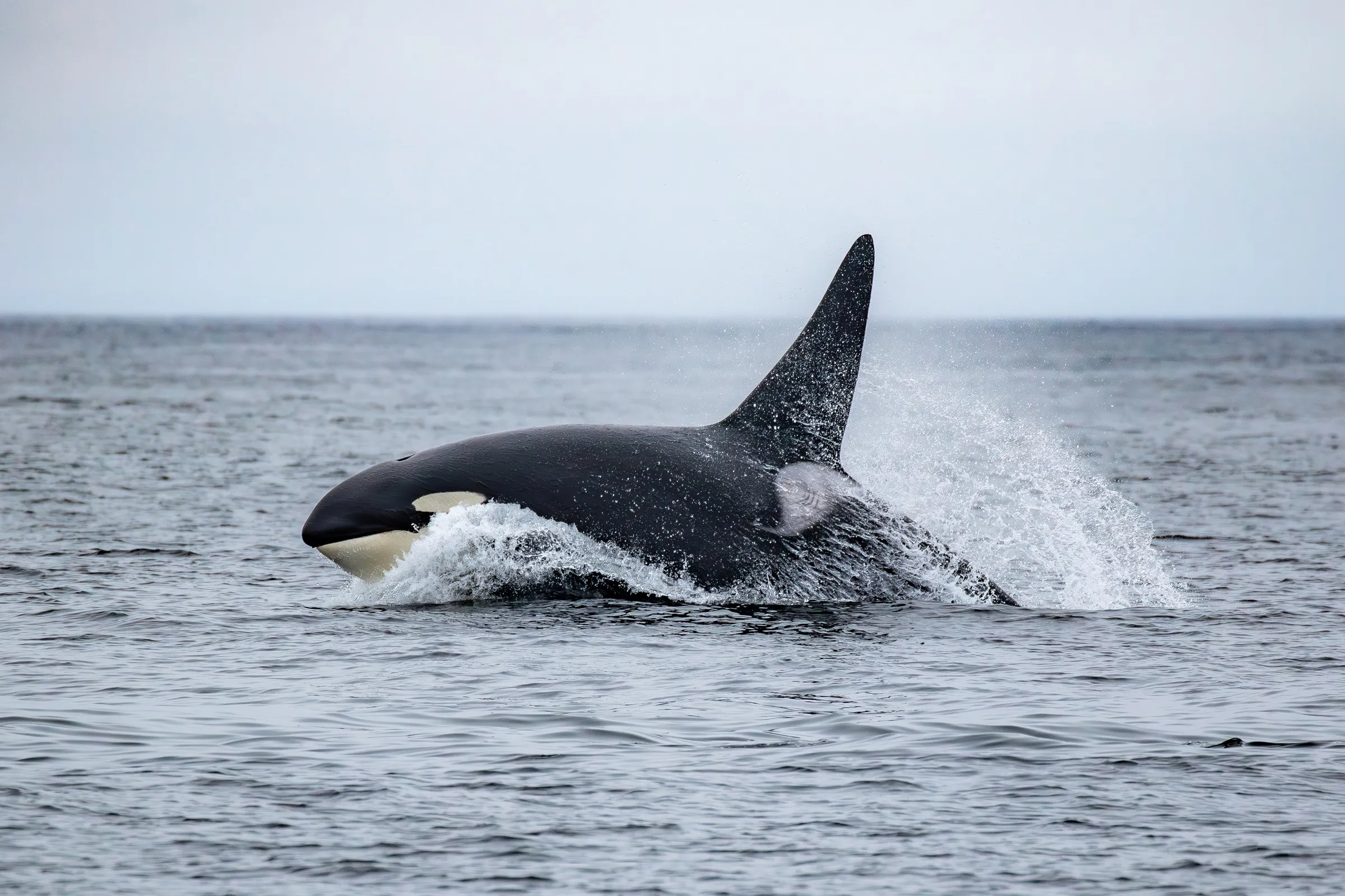 A Killer Whale surfacing on a grey Monterey Bay morning