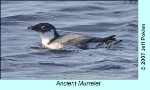 Ancient Murrelet, photo by Jeff Poklen