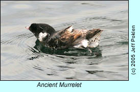 Ancient Murrelet, photo by Jeff Poklen