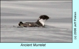 Ancient Murrelet, photo by Jeff Poklen