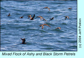 Ashy and Black Storm Petrels, photo by Jeff Poklen