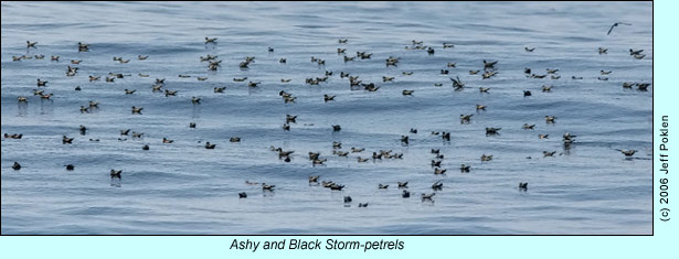 Ashy and Black Storm-petrels, photo by Jeff Poklen