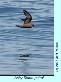 Ashy Storm-petrel, photo by Jeff Poklen