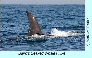 Baird's Beaked Whale Fluke, photo by Jeff Poklen