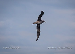 Laysan Albatross photo by Daniel Bianchetta