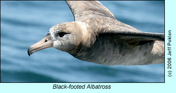 Black-footed Albatross, photo by Jeff Poklen