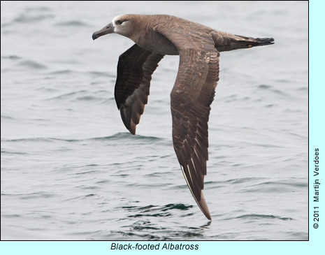 Black-footed Albatross  photo by Martijn Verdoes