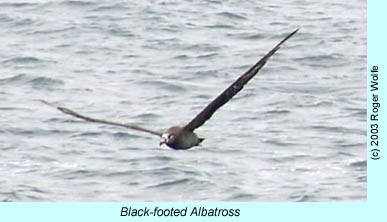 Black-footed Albatross, photo by Roger Wolfe.