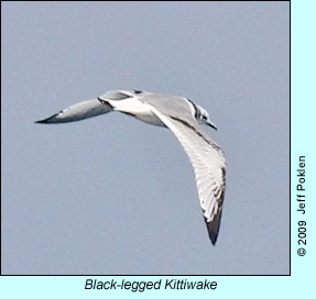 Black-legged Kittiwake, photo by Jeff Poklen