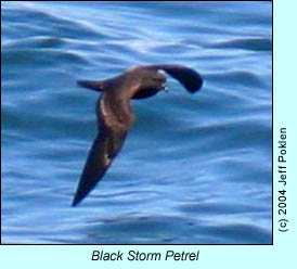 Black Storm Petrel, photo by Jeff Poklen