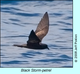 Black Storm-petrel, photo by Jeff Poklen