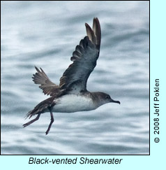 Black-vented Shearwater, photo by Jeff Poklen