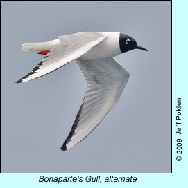 Bonaparte's Gull, photo by Jeff Poklen