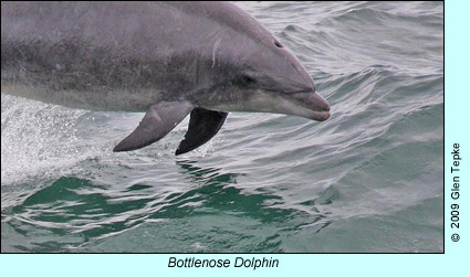 Bottlenose Dolphin, photo by Glen Tepke