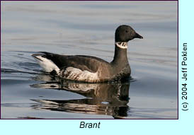 Brant, photo by Jeff Poklen