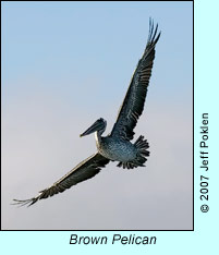 Brown Pelican, photo by Jeff Poklen