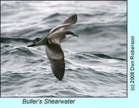 Buller's Shearwater, photo by Don Roberson