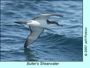 Buller's Shearwater, photo by Jeff Poklen