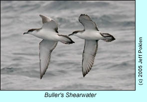 Buller's Shearwater, photo by Jeff Poklen