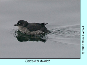 Cassin's Auklet, photo by Chris Hartzell