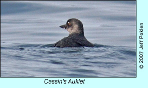 Cassin's Auklet, photo by Jeff Poklen