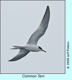 Common Tern, photo by Jeff Poklen