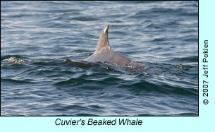 Cuvier's Beaked Whale, photo by Jeff Poklen