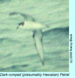 Dark-rumped (presumably Hawaiian) Petrel photo by Nancy Black