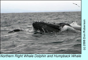 Northern Right whale Dolphin and Humpback Whale, photo by Don Roberson