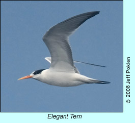 Elegant Tern, photo by Jeff Poklen