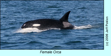 Female Orca, photo by Jeff Poklen