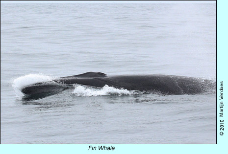 Fin Whale, photo by Martijn Verdoes