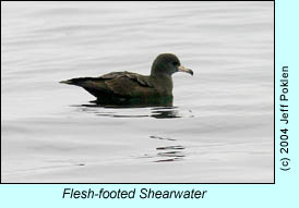 Flesh-footed Shearwater, photo by Jeff Poklen