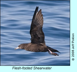 Flesh-footed Shearwater, photo by Jeff Poklen